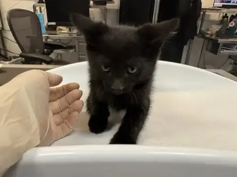 Obsidian