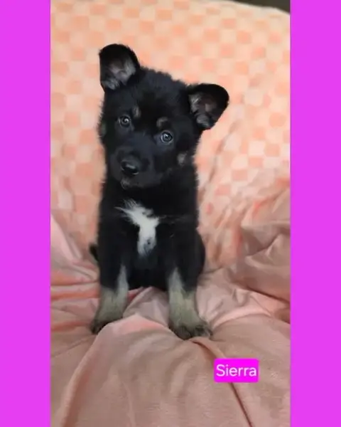 Sierra photo 3