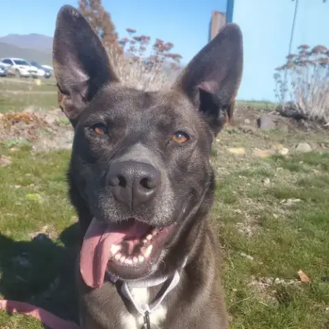 Freya