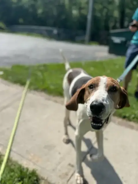 Ollie