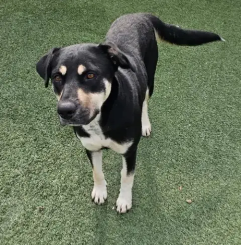 Waverly- $75 Adoption Fee! Diamond Dog! photo 4