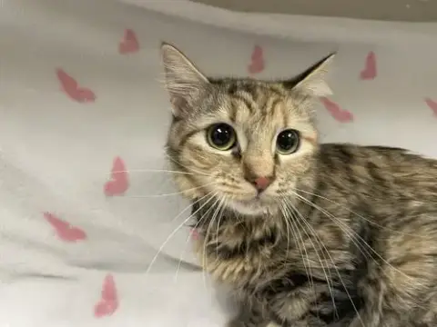 Bernadette