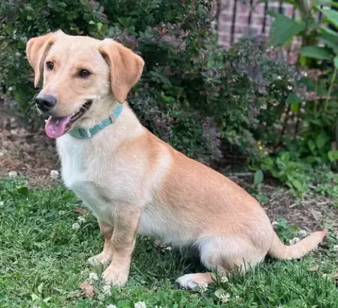 Puppy Mccoy photo 3