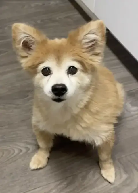 Eevee photo 2