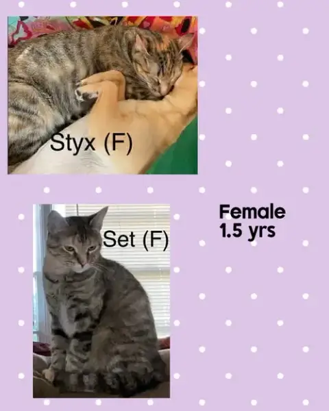 Set