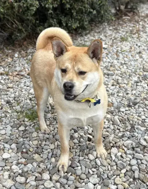 Milo photo 4