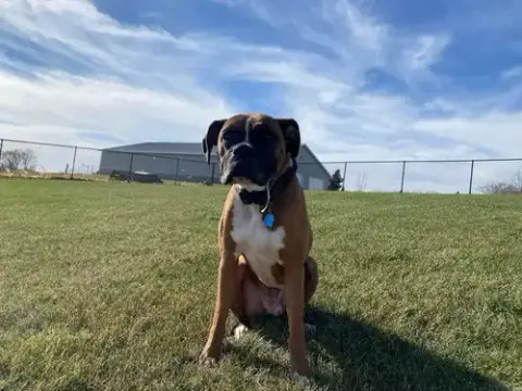 Tyson