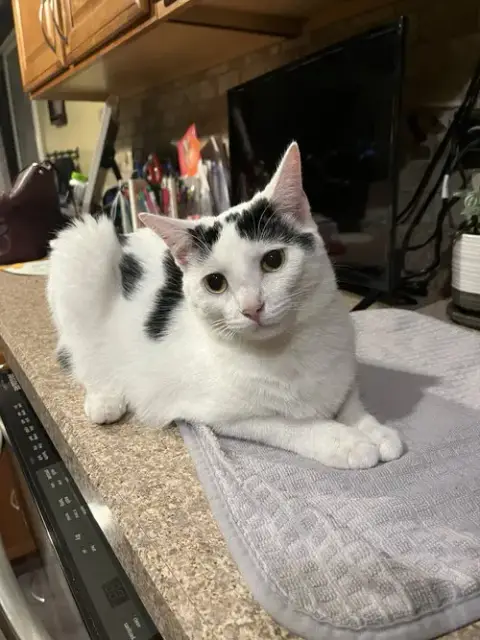 Sugar photo 4