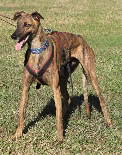 Rex photo 4