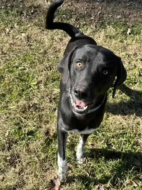 Archie photo 4