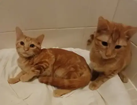 Cinnamon And Cesar