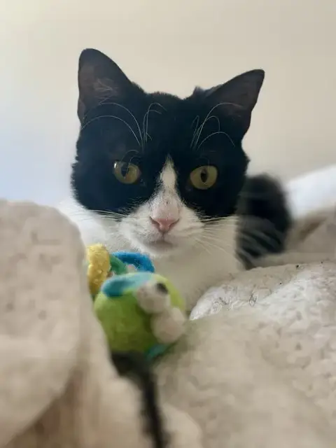 Addie Kitten photo 2