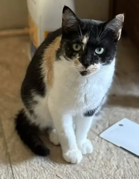 Willow