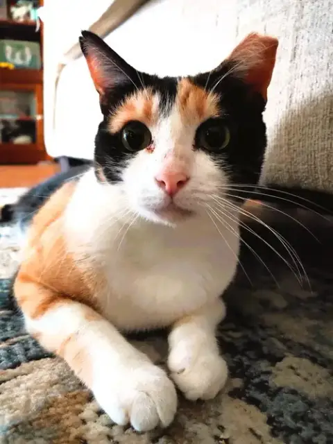 Cinnamon photo 3
