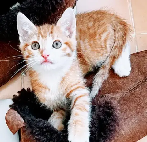 Tangelo