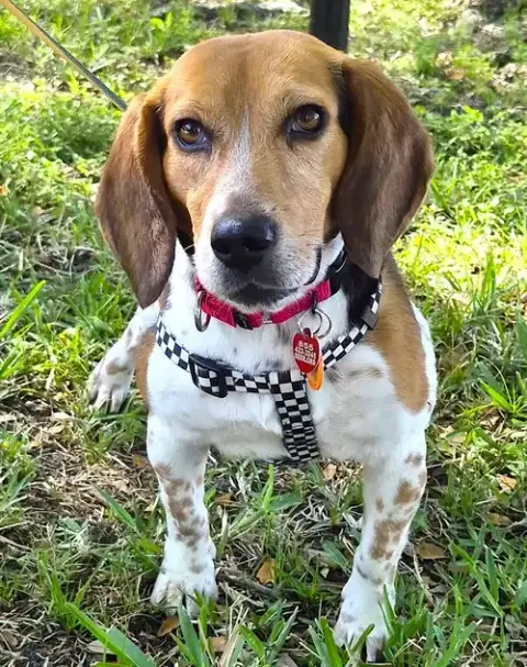 Snoop photo 4