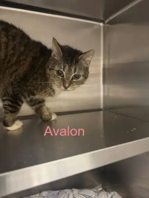 Avalon