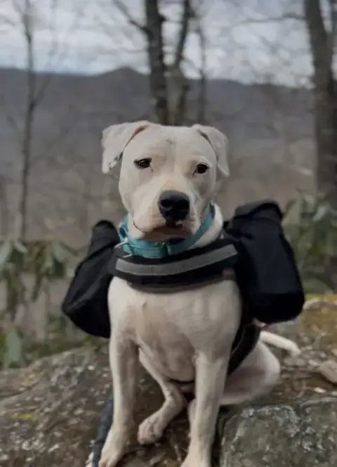Piper photo 2