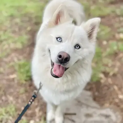 Skylie
