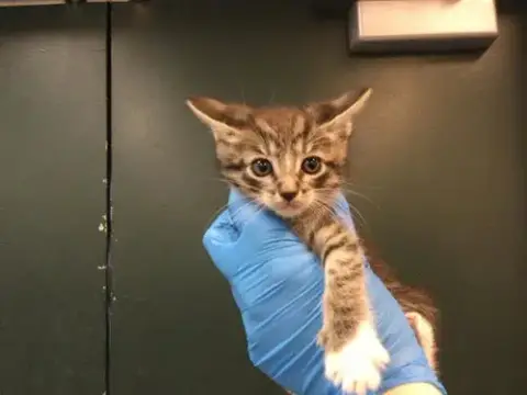 Bonbon