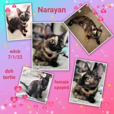 Narayan photo 4