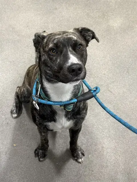 Nala