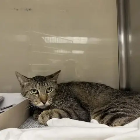 Scraggles