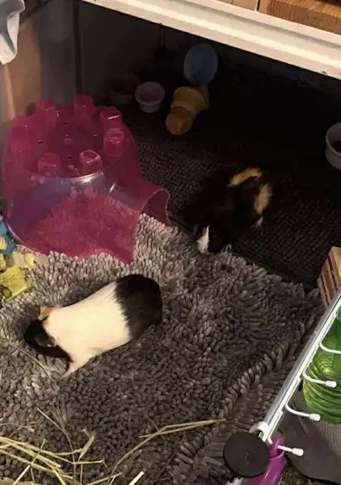 Velma And Roxy