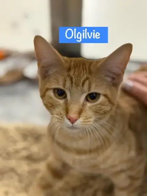 Olgilvie photo 5