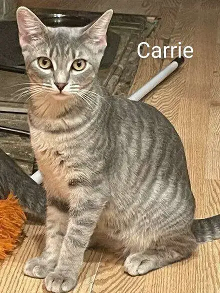 Carrie photo 3