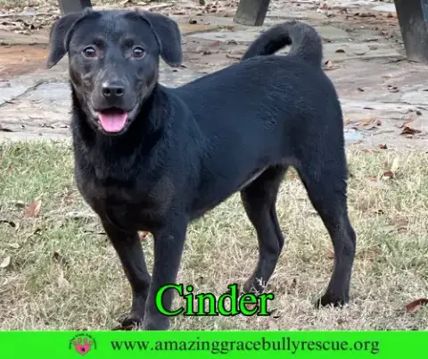 Cinder photo 3