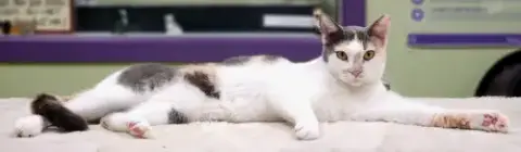 Lucy The Beautiful Dilute Calico photo 3