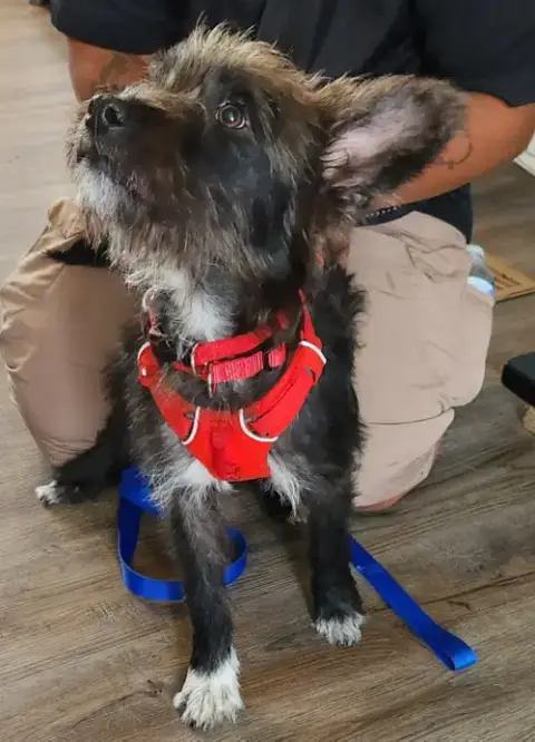 Jock *Adopt Or Foster*