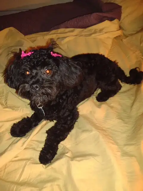 Sadie