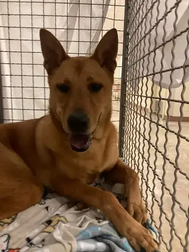 Bear