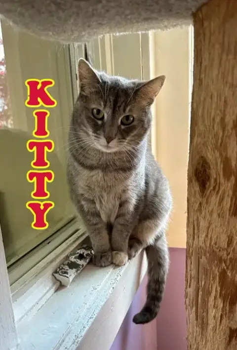 Kitty