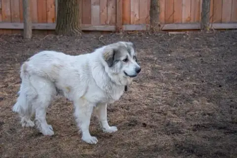 Luna photo 3