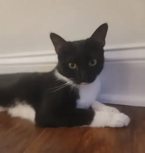 Maisie  Felv+ photo 5