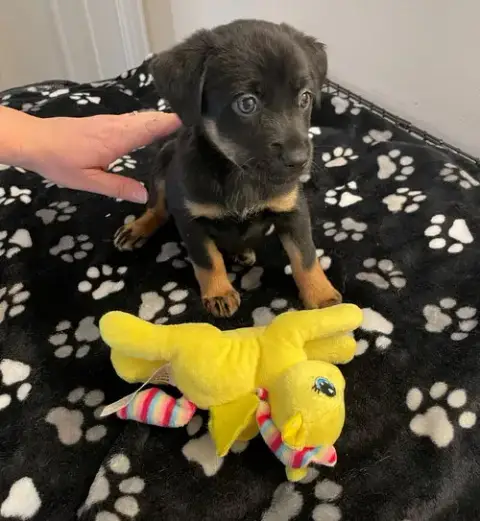 Lil Lola photo 4