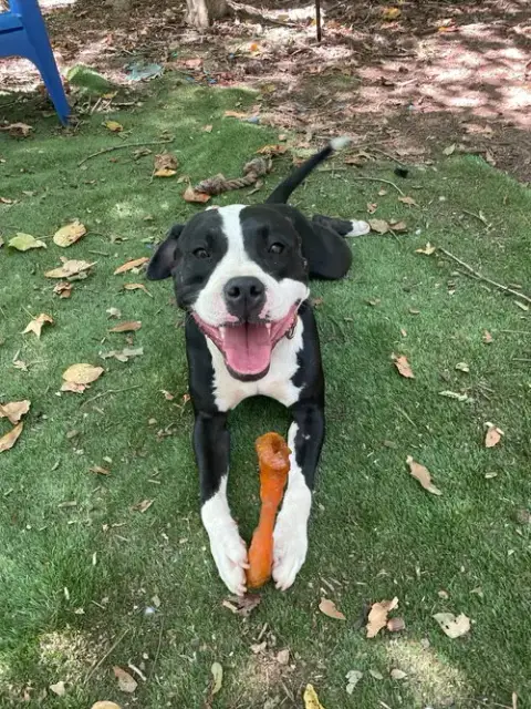 Domino photo 3