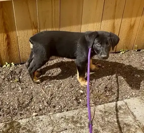 Viola