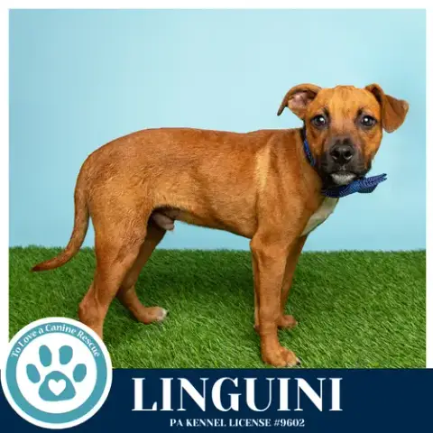 Linguini photo 3