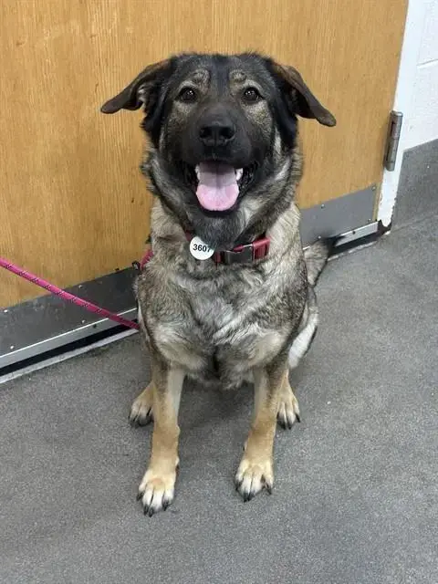 Bella