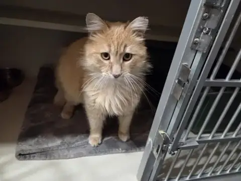 Teddy