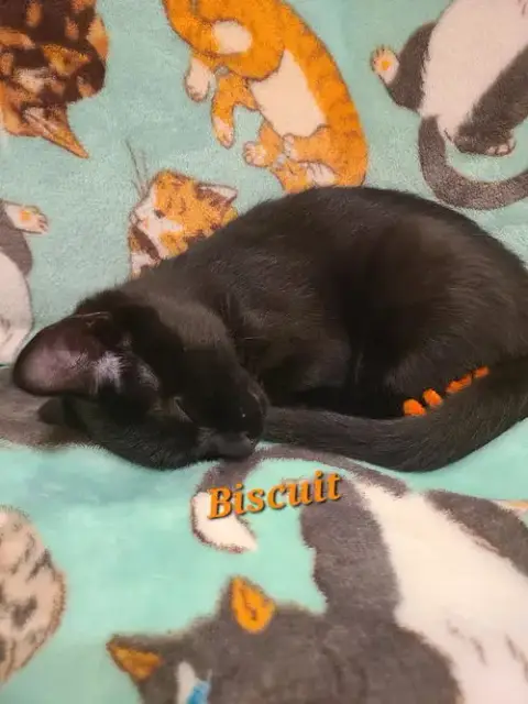 Biscuit photo 3