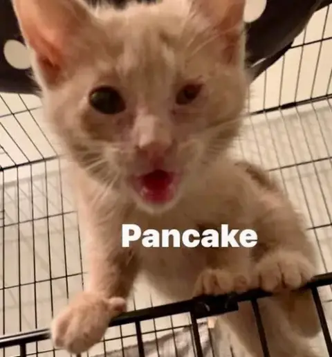 Pancake