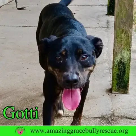 Gotti photo 2