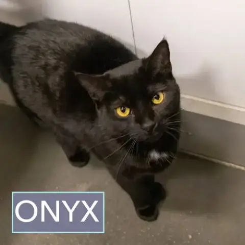 Onyx #1 photo 5