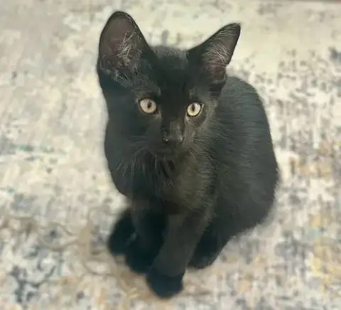 Dodger