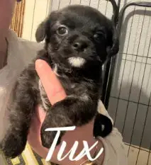 Tux photo 2
